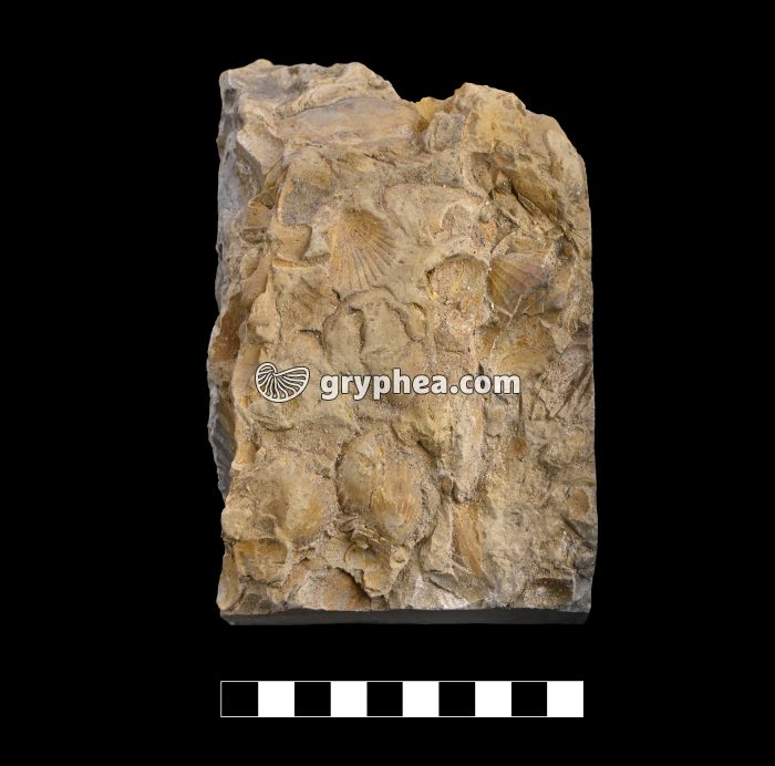 Calcaire coquillier -  lumachelle - gryphea.org